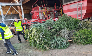 Bild Christbaumaktion